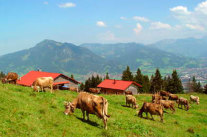 Alpe Oberberg