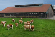 Rinder auf einer Weide vor einem Offenstall  © Wolfgang Seemann, LfL