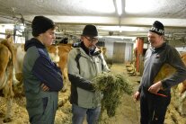 Drei Landwirte begutachten Heu im Stall des tiroler Landwirts