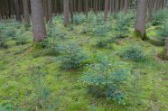 Junge Weißtannen wachsen am Waldboden