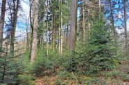 Ein Mischwald aus Laub- und Nadelbäumen