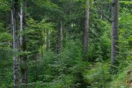 Ein Mischwald aus Laub- und Nadelbäumen
