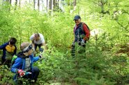 Zwei Kinder und zwei Erwachsene schneiden im Wald Bäume frei.