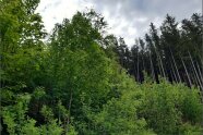 Im Vordergrund ein jüngerer Laubholzbestand, im Hintergrund ein Fichtenbestand