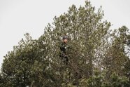 Ein Mann mit Helm klettert in einem Nadelbaum.