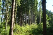 Buchenvoranbau unter Altholzschirm