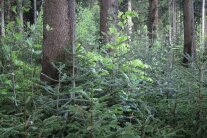 Umbau eines Fichtenreinbestandes in einen Bergmischwald