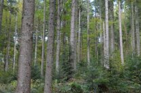 Junge Bäume in einem Bergmischwald