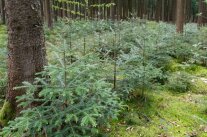 Junge Weißtannen am Waldboden