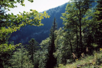 Der Wald im Allgäu