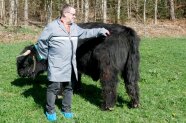 ein Mann begutachtet die Hinterhand eines schwarzen Highland-Bullen