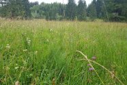 artenreiche, hoch gewachsene Wiese mit Wald im Hintergrund