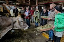 Eine Menschengruppe steht mit Futter im Kuhstall