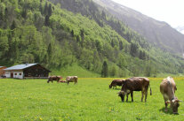 Alpfläche mit Braunvieh