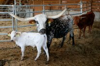 zwei Rinder und ein Kalb der Rasse Texas Longhorn