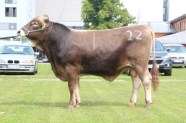 Stier auf Wiese